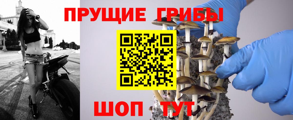 Псилоцибиновые грибы мицелий Карпинск